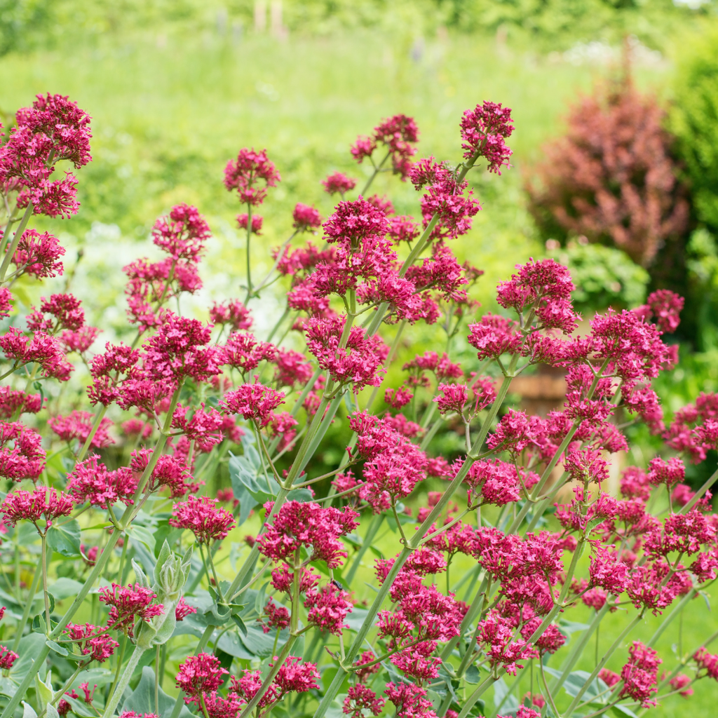 24x Centranthus ruber 'Coccineus' - ↕10-25cm - Ø9cm