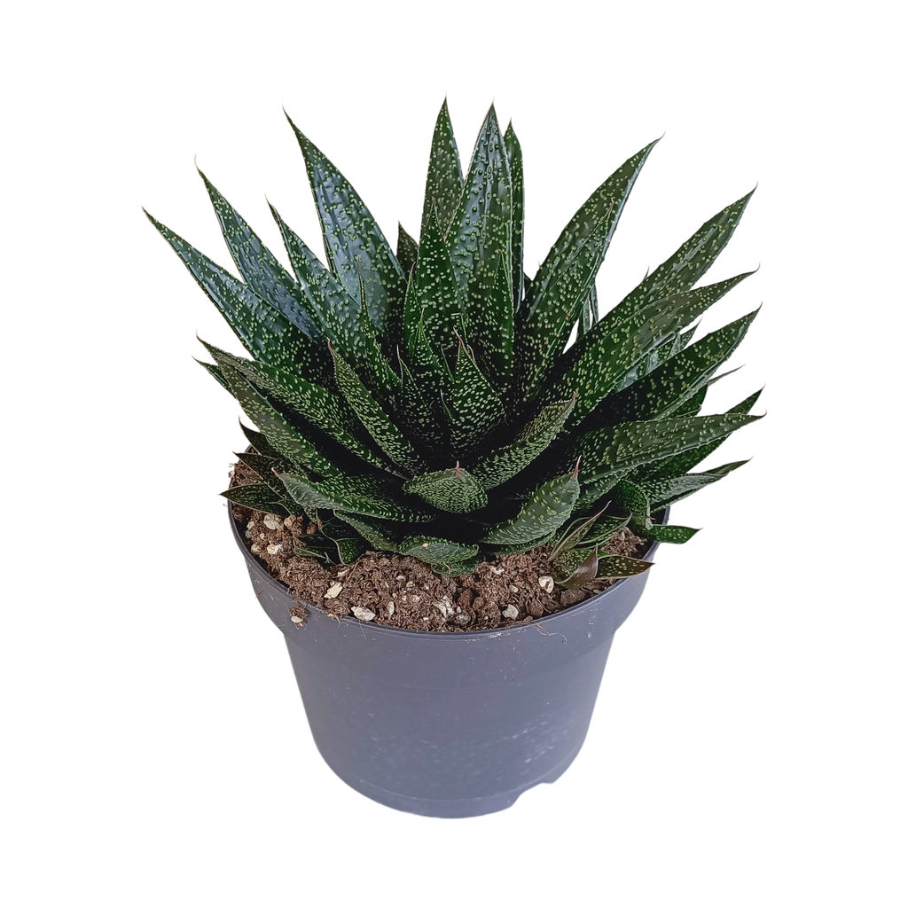 Gasteria 'd Due 17cm