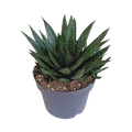 Gasteria 'd Due 17cm