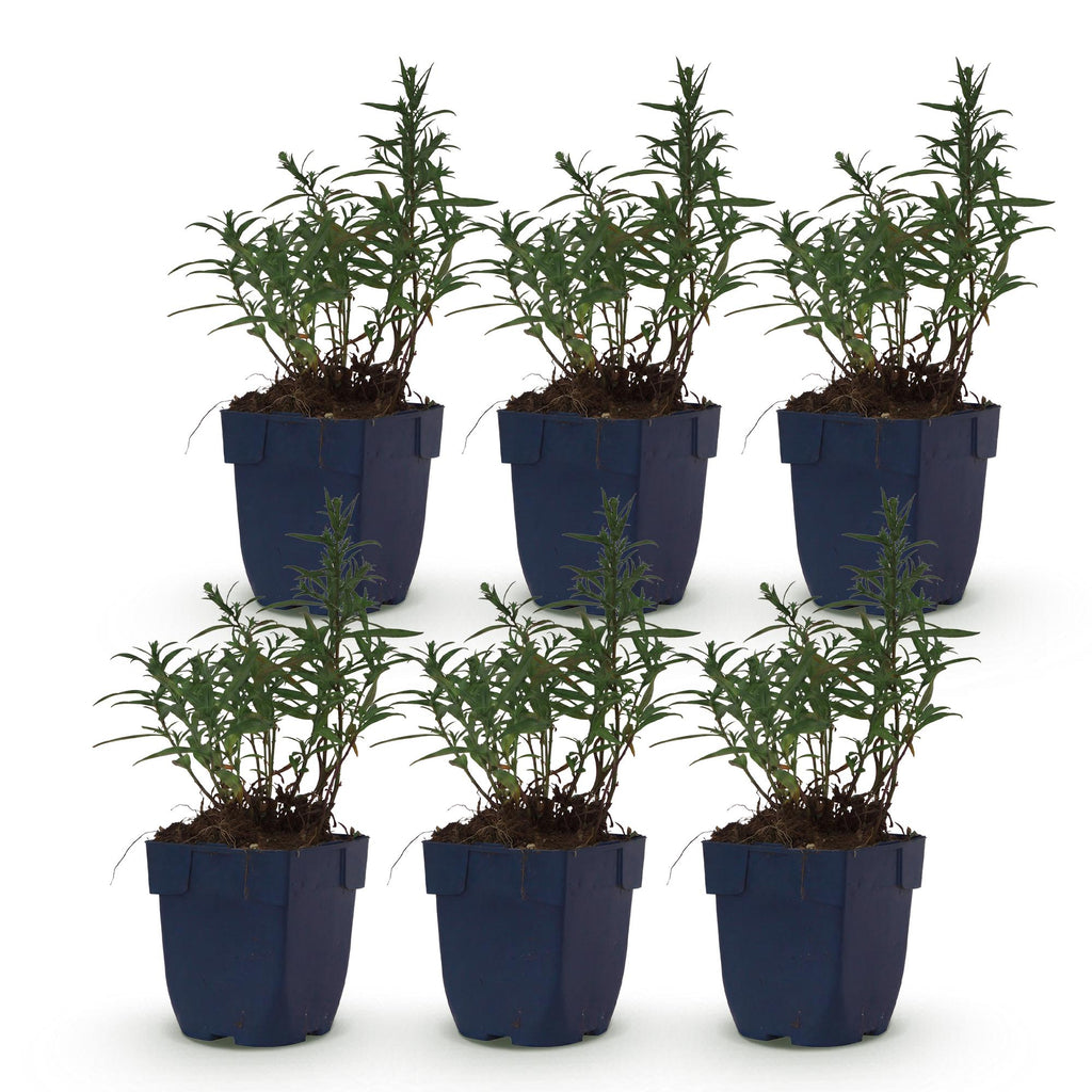 Vasteplant - Aster (D) Mittelmeer - Zeeaster - Bijen en Vlinderlokkers - Paars - 6 Planten - Pot 11cm - Hoogte 15-25cm