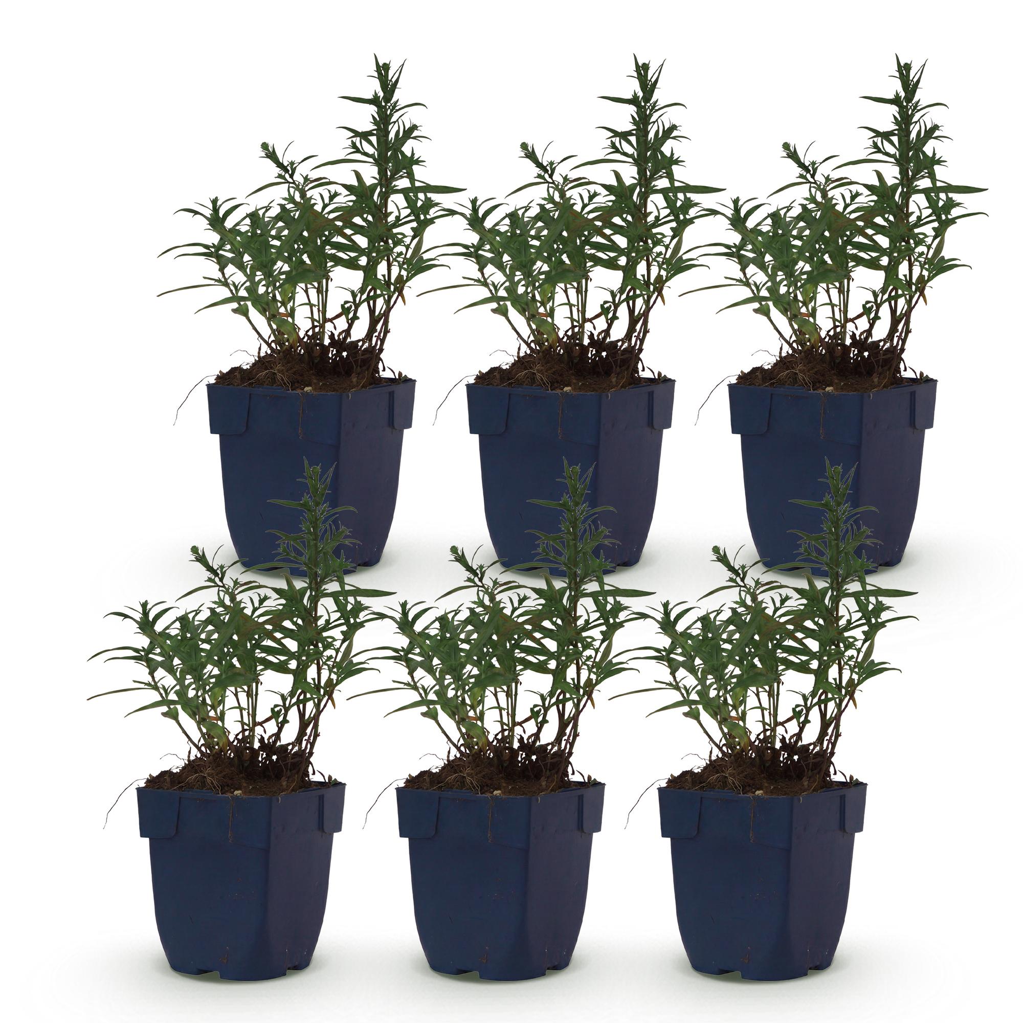 Vasteplant - Aster (D) Mittelmeer - Zeeaster - Bijen en Vlinderlokkers - Paars - 6 Planten - Pot 11cm - Hoogte 15-25cm