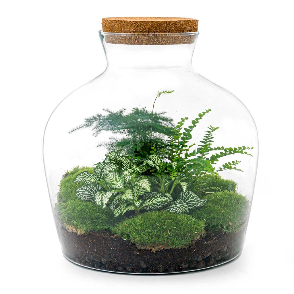 DIY Planten terrarium met licht - Fat Joe Green - Ø 29 cm ↑ 30 cm - Rake + Shovel + Tweezer