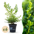 Buxus Haag - BetterBuxus Babylon Beauty - Resistant tegen de Buxus schimmel - 6 planten - 1 strekkende meter - pot 13cm hoogte 30-35