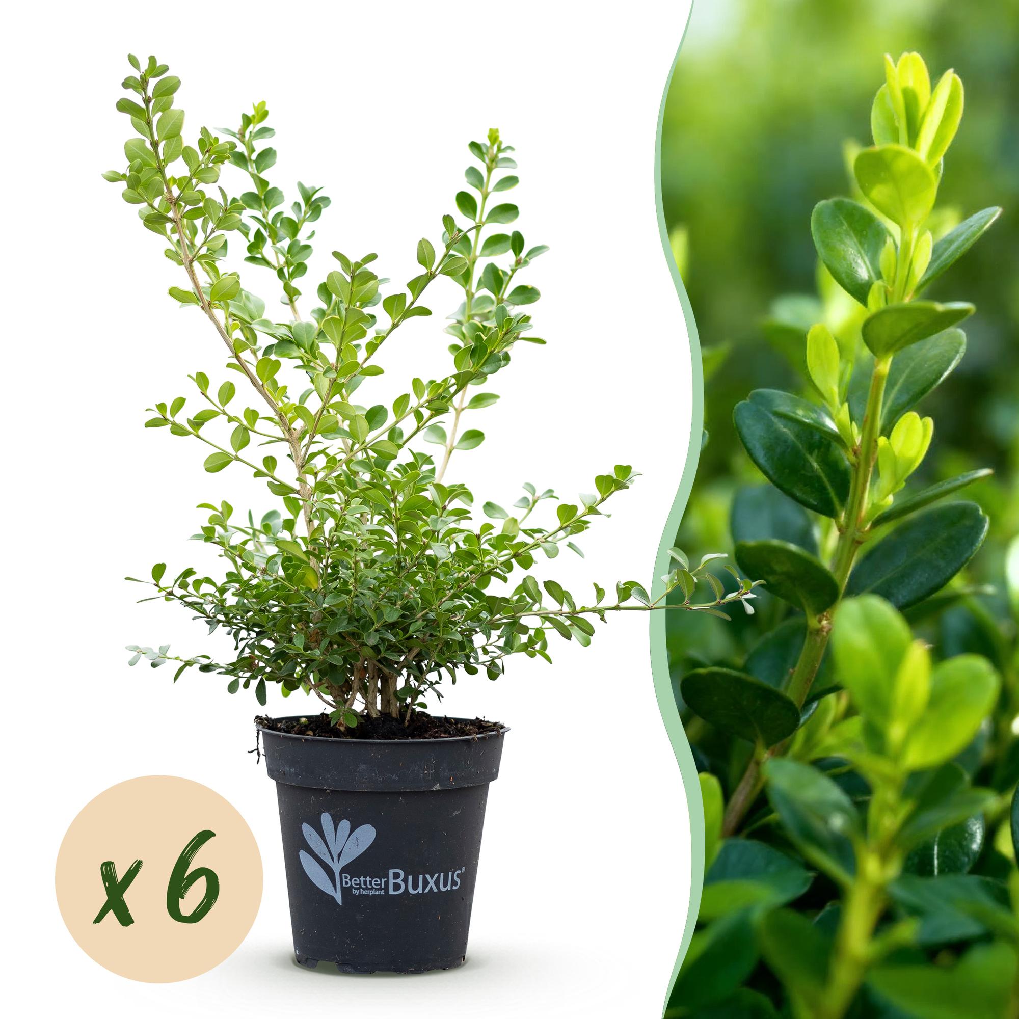 Buxus Haag - BetterBuxus Babylon Beauty - Resistant tegen de Buxus schimmel - 6 planten - 1 strekkende meter - pot 13cm hoogte 30-35