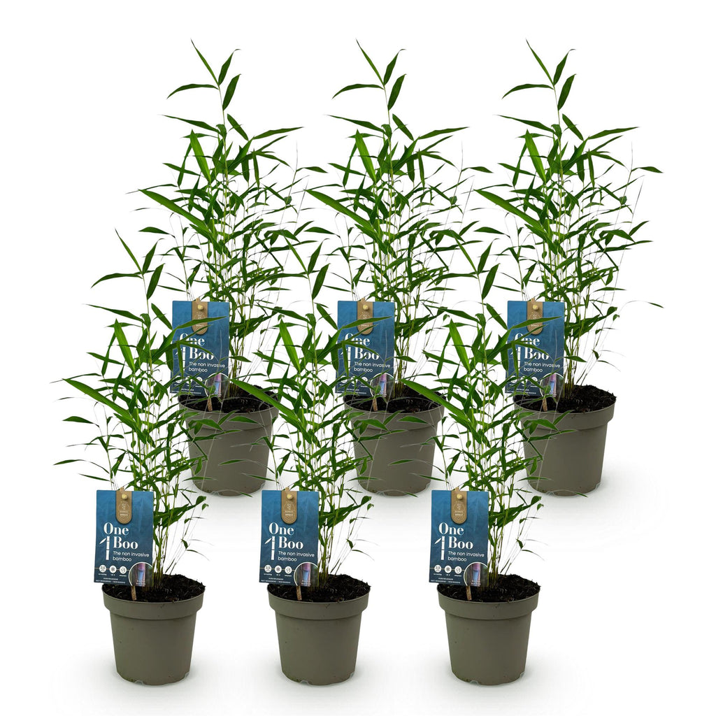 Bamboe - Fargesia Blue Dragon - Bladhoudend - Niet Woekerend - Groen - 6 Planten - Pot 14cm - Hoogte 35cm