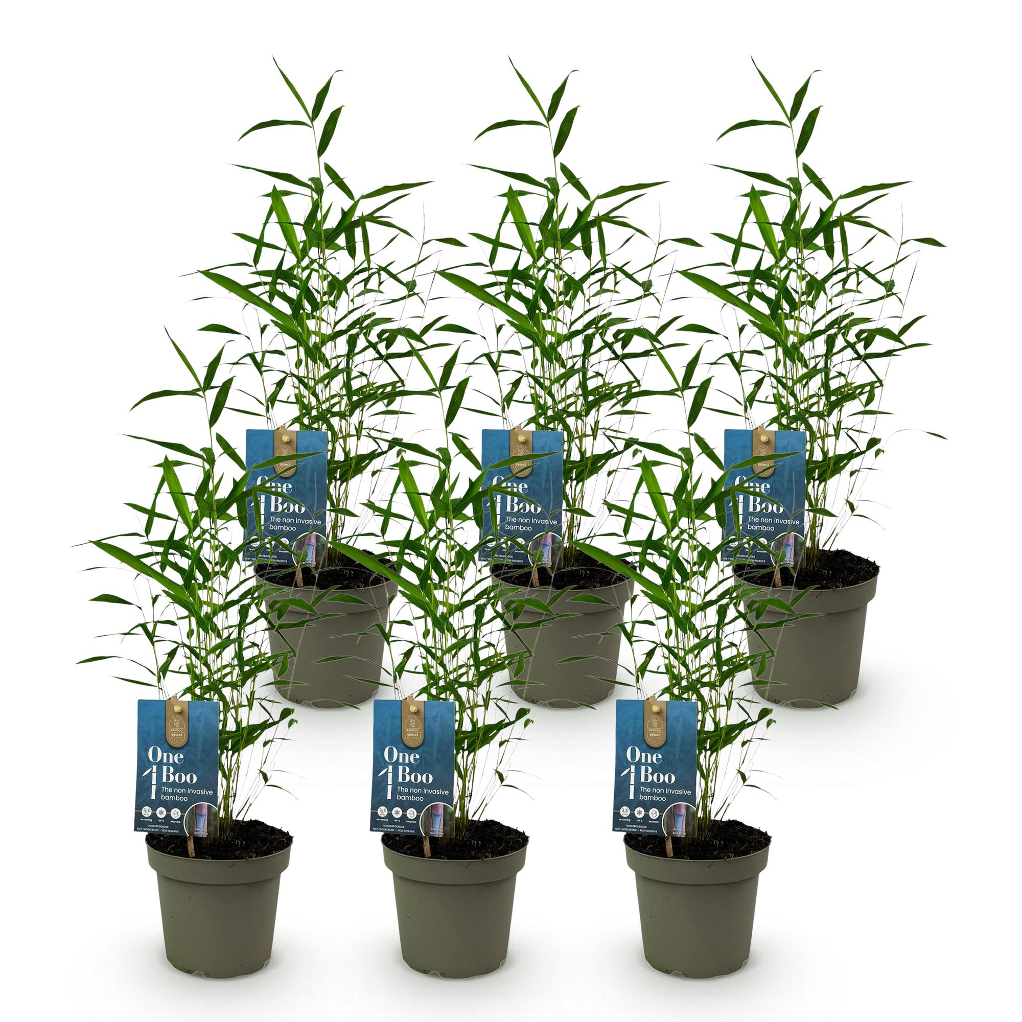 Bamboe - Fargesia Blue Dragon - Bladhoudend - Niet Woekerend - Groen - 6 Planten - Pot 14cm - Hoogte 35cm
