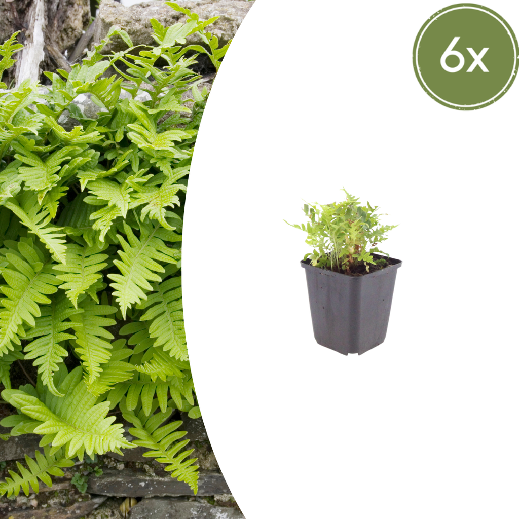 6x Polypodium vulgare - ↕10-25cm - Ø9cm