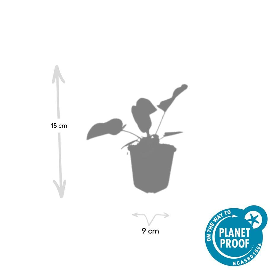 48x Phlomis russeliana - ↕10-25cm - Ø9cm