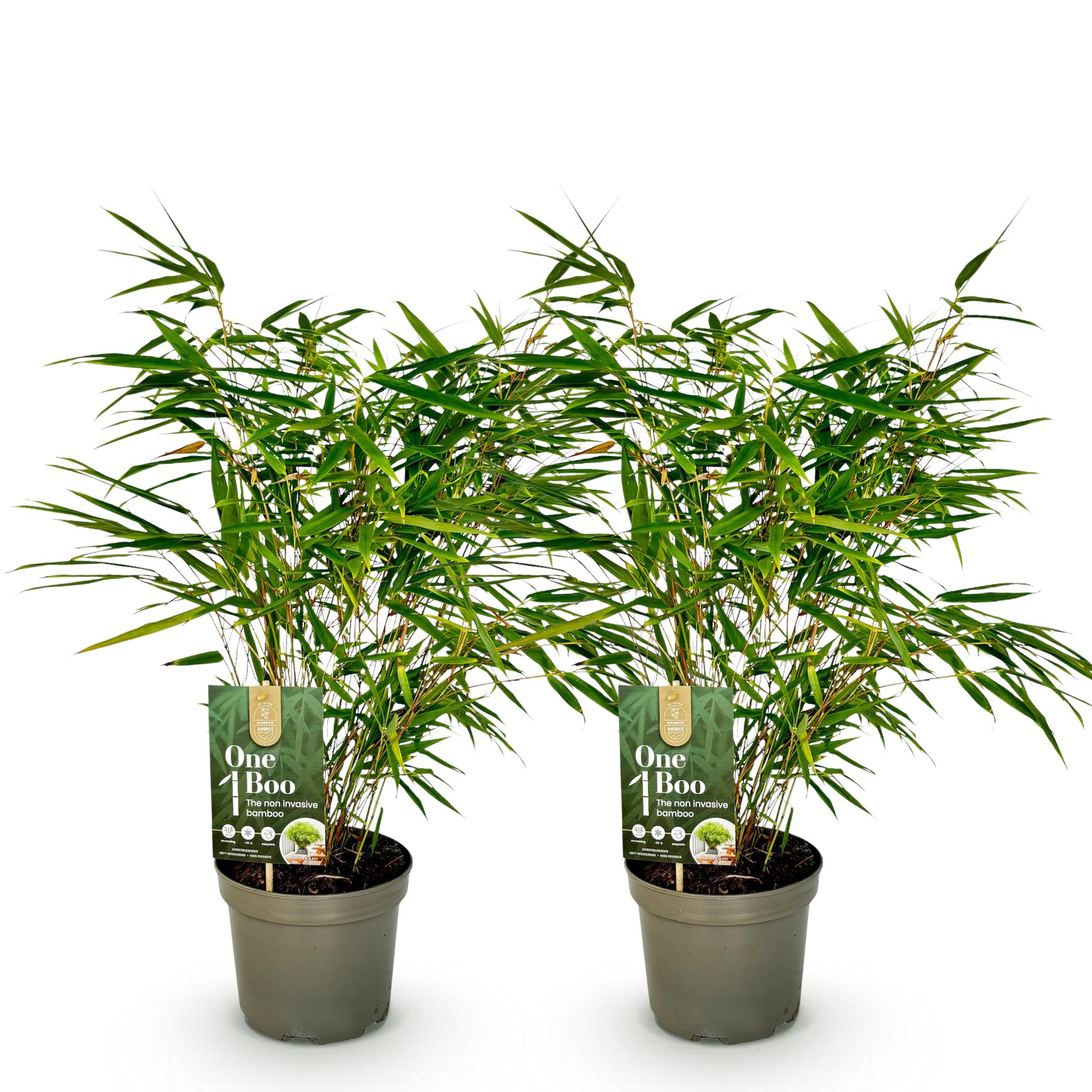 Bamboe - Fargesia rufa - Groen - 2 Planten - Bladhoudend - Niet Woekerend- Pot 17cm Hoogte 60cm