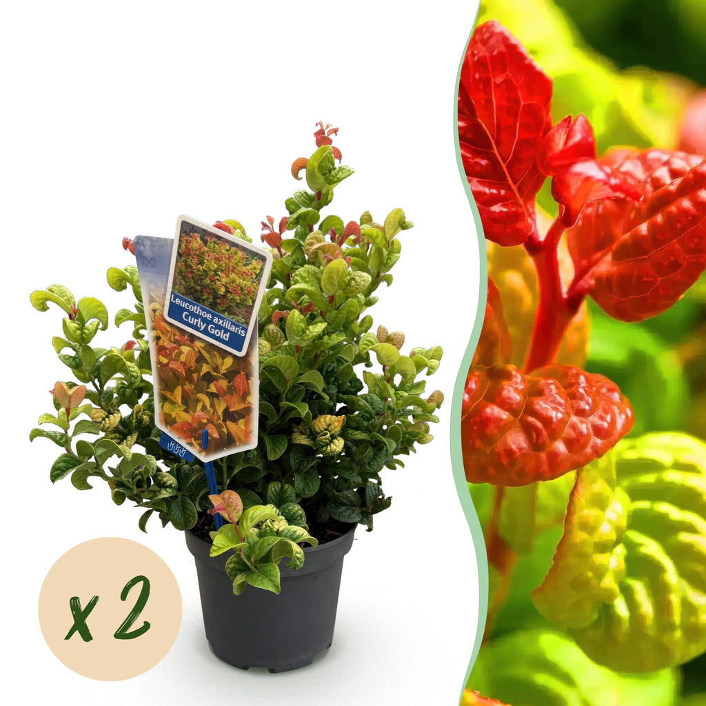 Tuinplant - Leucothoe Curly Gold - Geel - 2 Planten - Groenblijvend - Weinig Onderhoud - Pot 17cm Hoogte 40cm