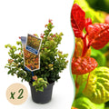 Tuinplant - Leucothoe Curly Gold - Geel - 2 Planten - Groenblijvend - Weinig Onderhoud - Pot 17cm Hoogte 40cm