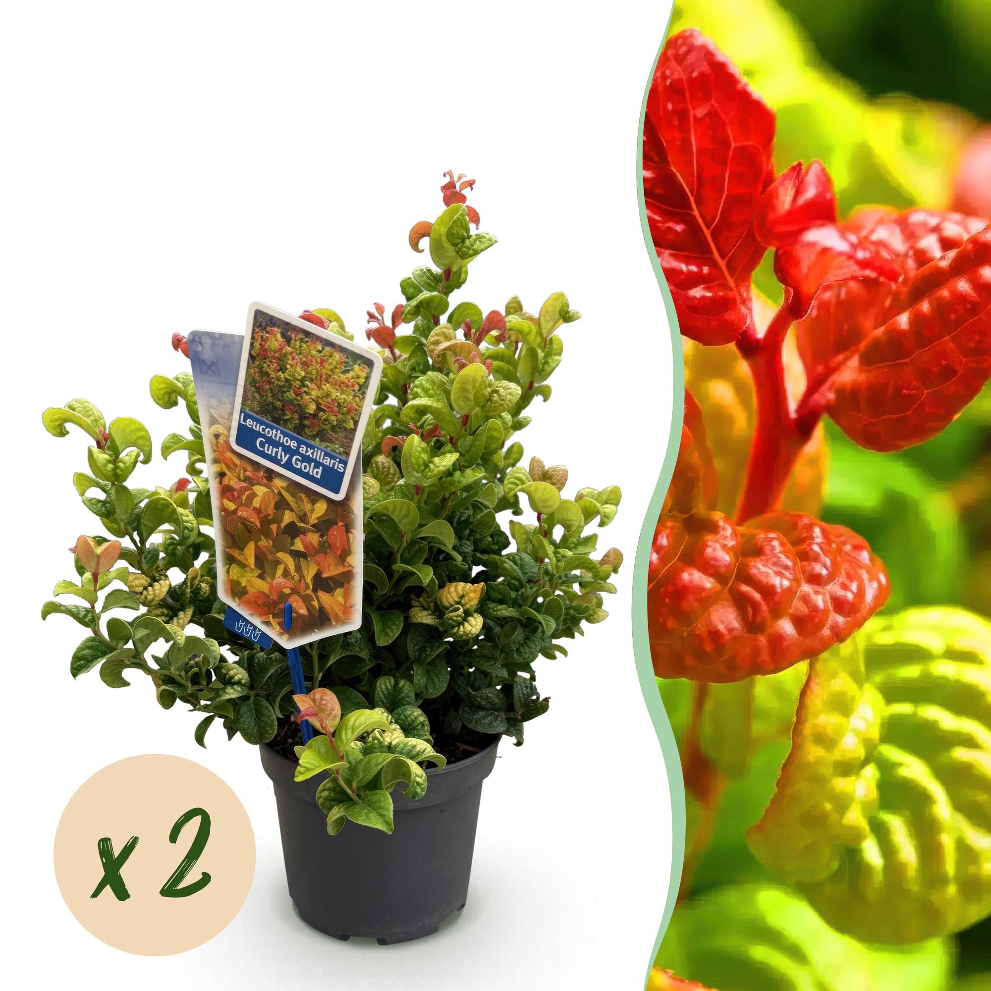 Tuinplant - Leucothoe Curly Gold - Geel - 2 Planten - Groenblijvend - Weinig Onderhoud - Pot 17cm Hoogte 40cm