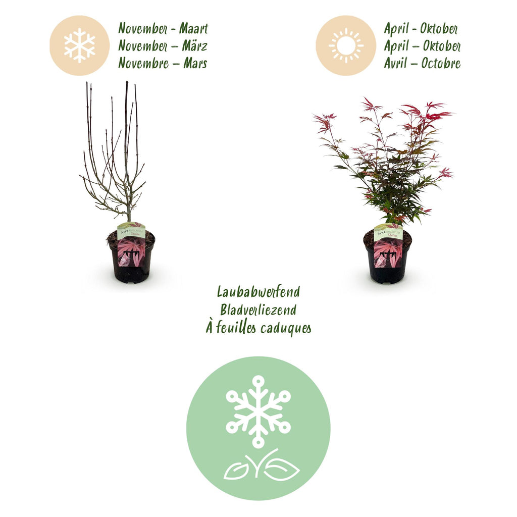 Terrasplant - Japanse Esdoorn - Acer palmatum Shaina - Rood - 2 Planten - Bladverliezend - Pot 19cm Hoogte 70cm