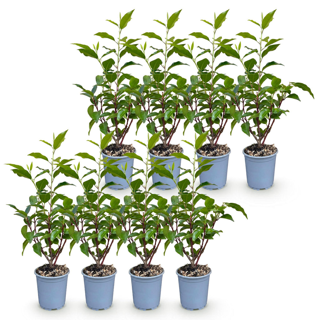 8x Prunus lusitanica Angustifolia - Portugese Laurier - Haagplanten - Groenblijvend - Groen - Pot 9cm - Hoogte 25-35cm