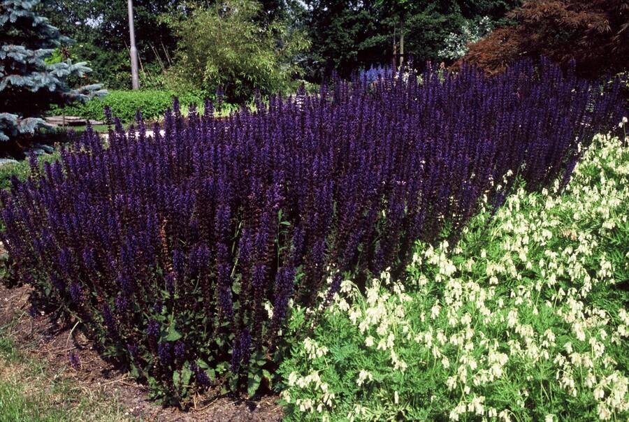 6x Salvia nem. 'Mainacht' - ↕10-25cm - Ø9cm