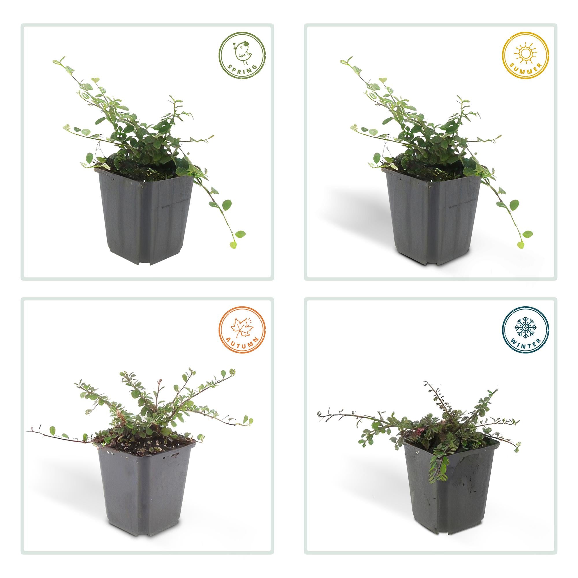 60x Cotoneaster pr. 'Streib's Findling' - ↕10-25cm - Ø9cm