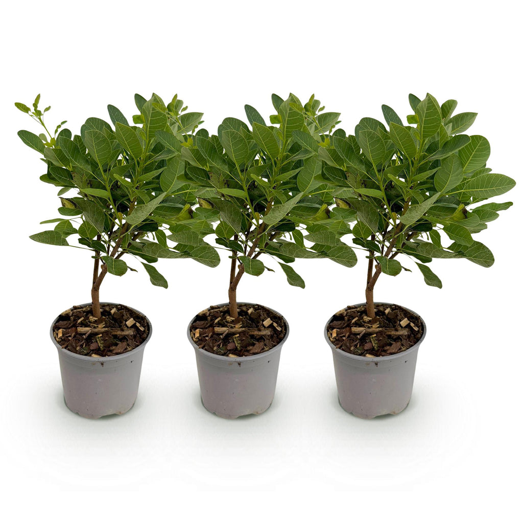 Tuinplant - Cotinus coggyria Young Lady - Groen 3 Planten - Bladverliezend - Weinig Onderhoud - Pot 12cm Hoogte 35cm