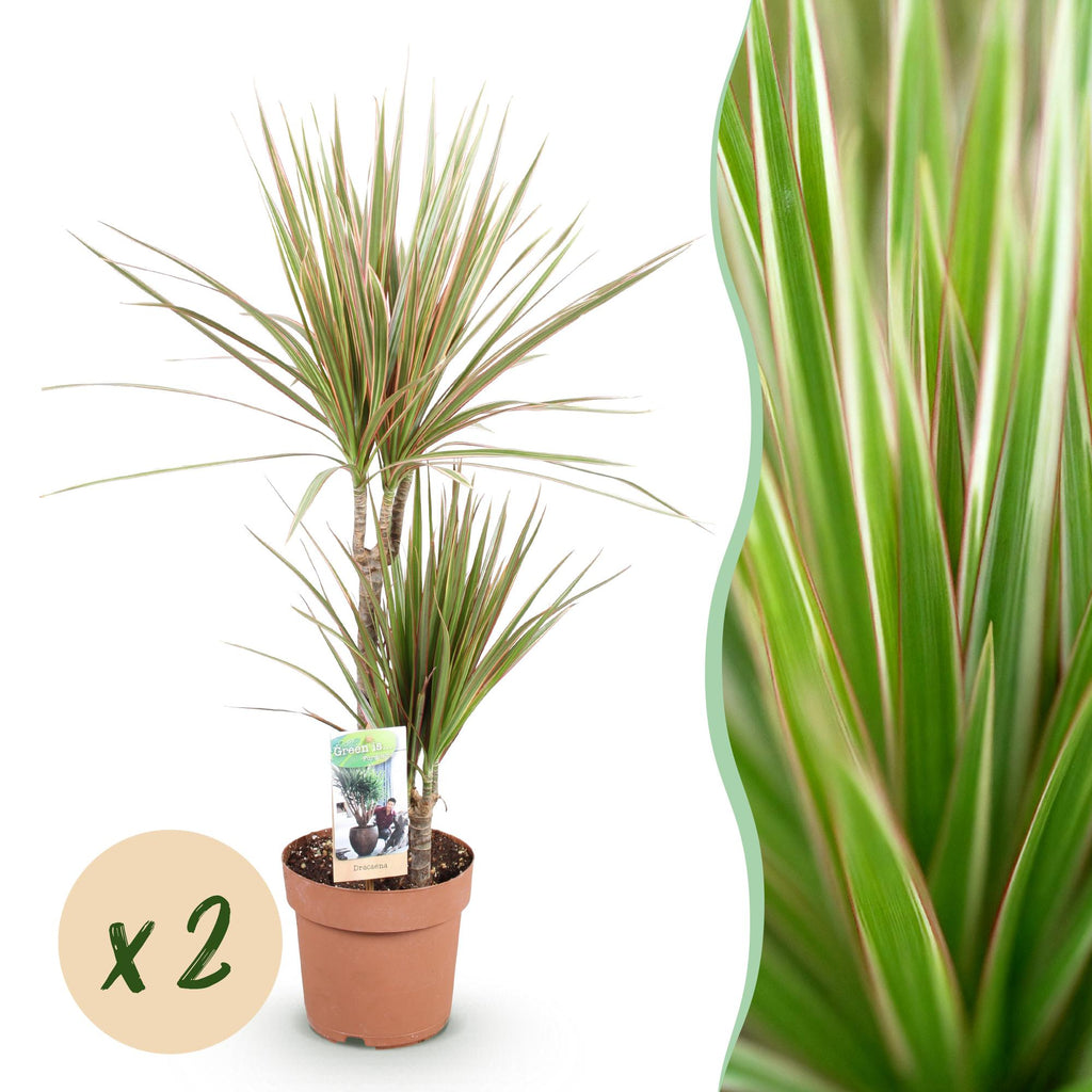 Green is... Kamerplanten - Dracaena Marginata Bicolor - Drakenbloedboom - Weinig onderhoud - Groen - 2 Planten - Pot 17cm - Hoogte 70-75cm