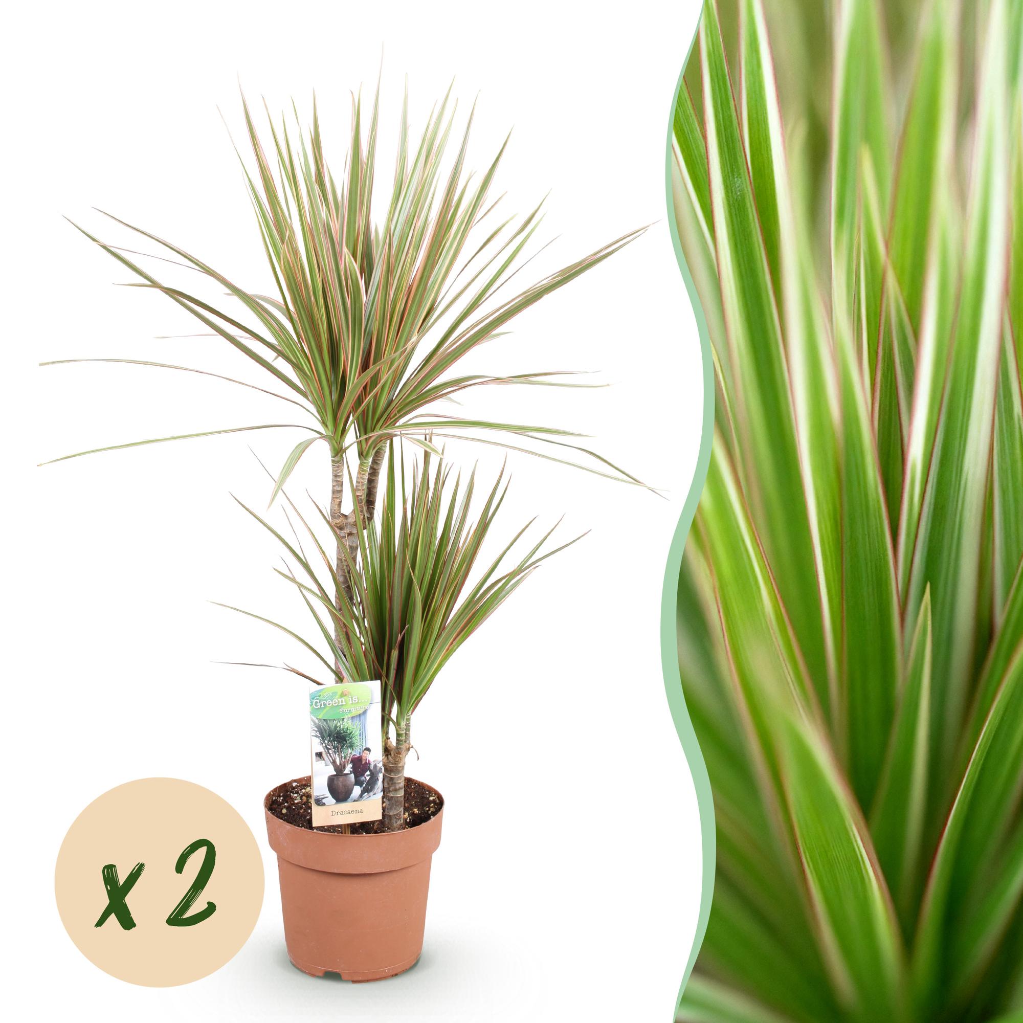 Green is... Kamerplanten - Dracaena Marginata Bicolor - Drakenbloedboom - Weinig onderhoud - Groen - 2 Planten - Pot 17cm - Hoogte 70-75cm