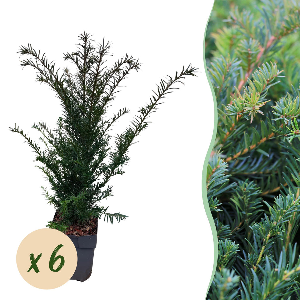 Haagplanten - Taxus baccata - blad groen - 6 planten - 1 strekkende meter - groenblijvend - pot 17cm hoogte 60cm