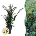 Haagplanten - Taxus baccata - blad groen - 6 planten - 1 strekkende meter - groenblijvend - pot 17cm hoogte 60cm