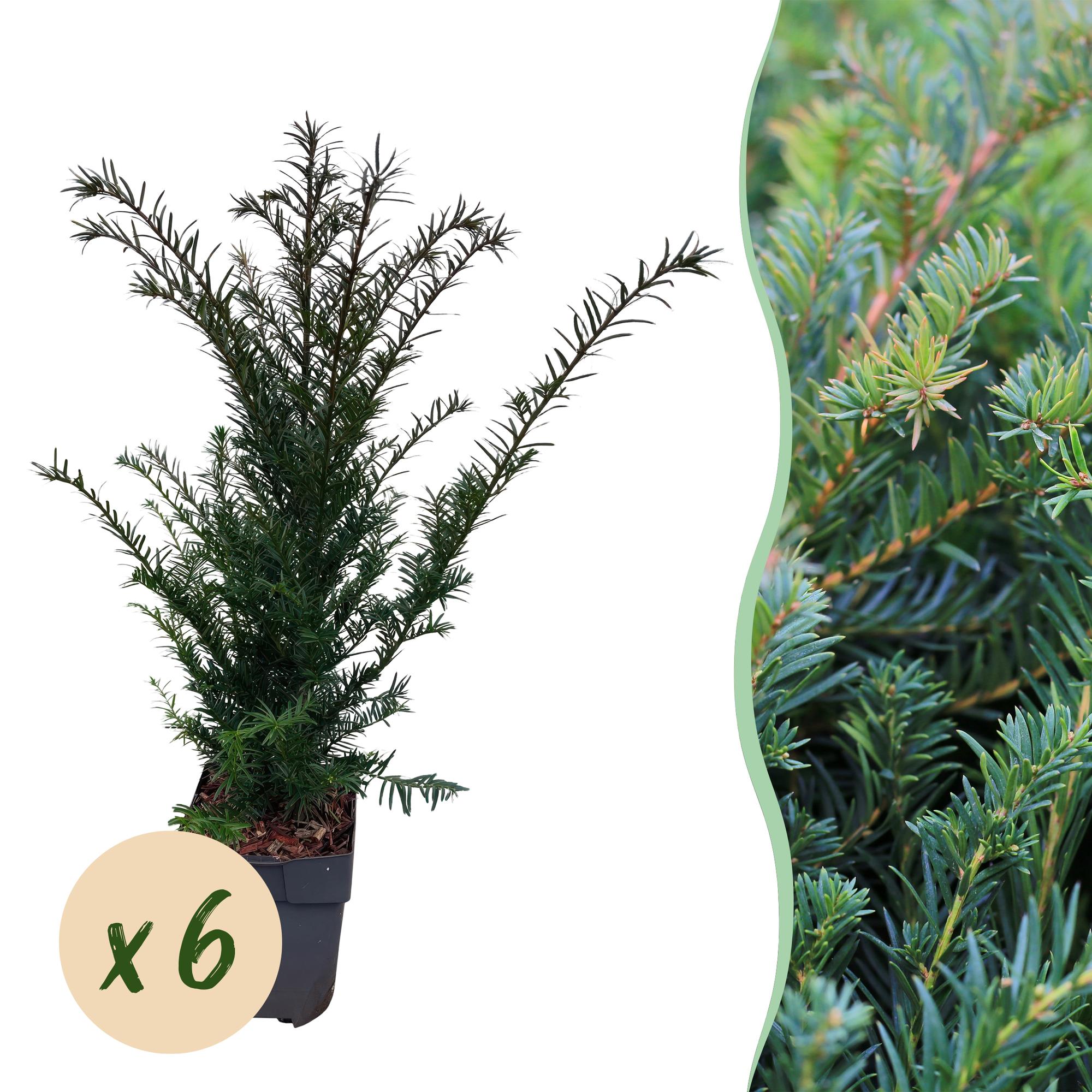 Haagplanten - Taxus baccata - blad groen - 6 planten - 1 strekkende meter - groenblijvend - pot 17cm hoogte 60cm
