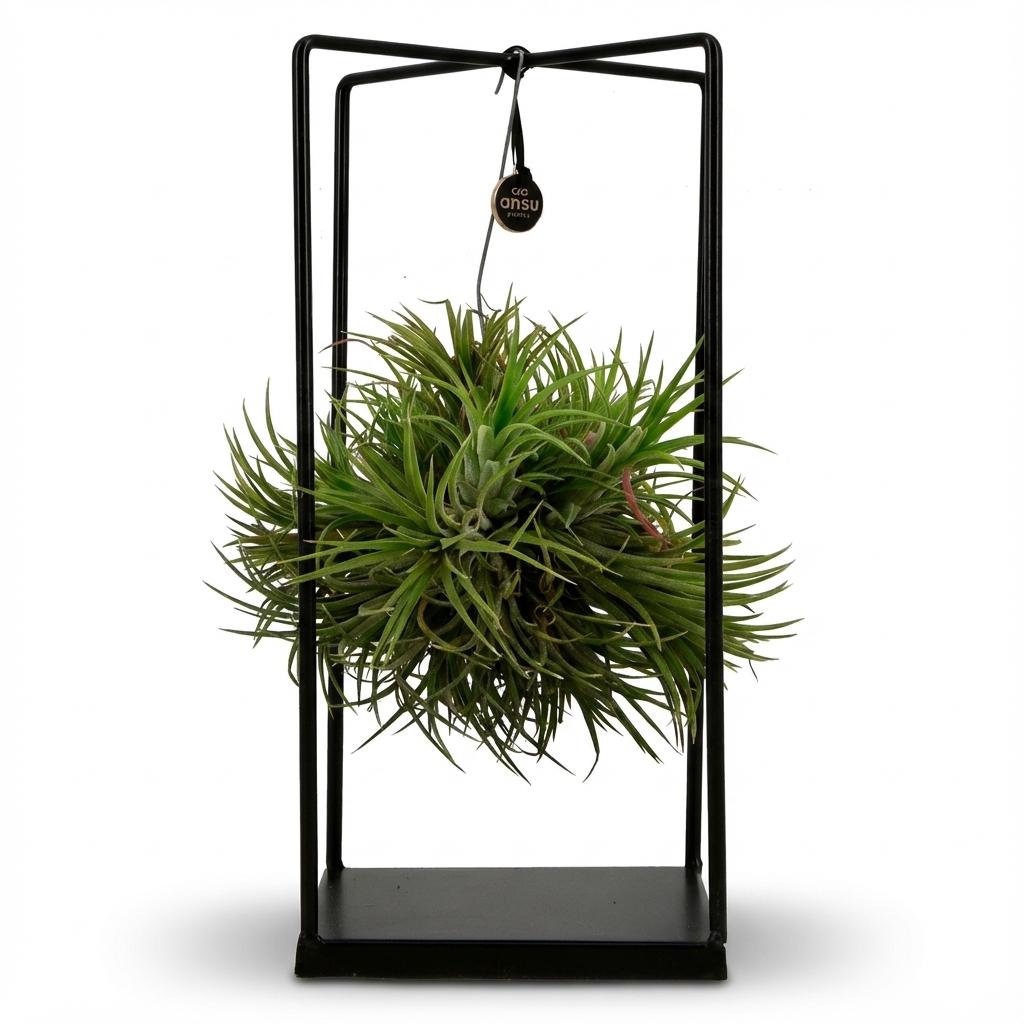 Tillandsia Luchtplant in Decor - Ø 14 cm - Hoogte: 30 cm