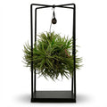 Tillandsia Luchtplant in Decor - Ø 14 cm - Hoogte: 30 cm