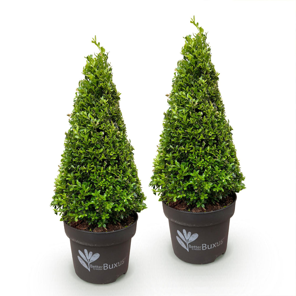 Buxus Pyramide - BetterBuxus Skylight - Resistant tegen de Buxus Schimmel - 2 Planten - Pot 23cm Hoogte 60-70cm