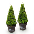 Buxus Pyramide - BetterBuxus Skylight - Resistant tegen de Buxus Schimmel - 2 Planten - Pot 23cm Hoogte 60-70cm