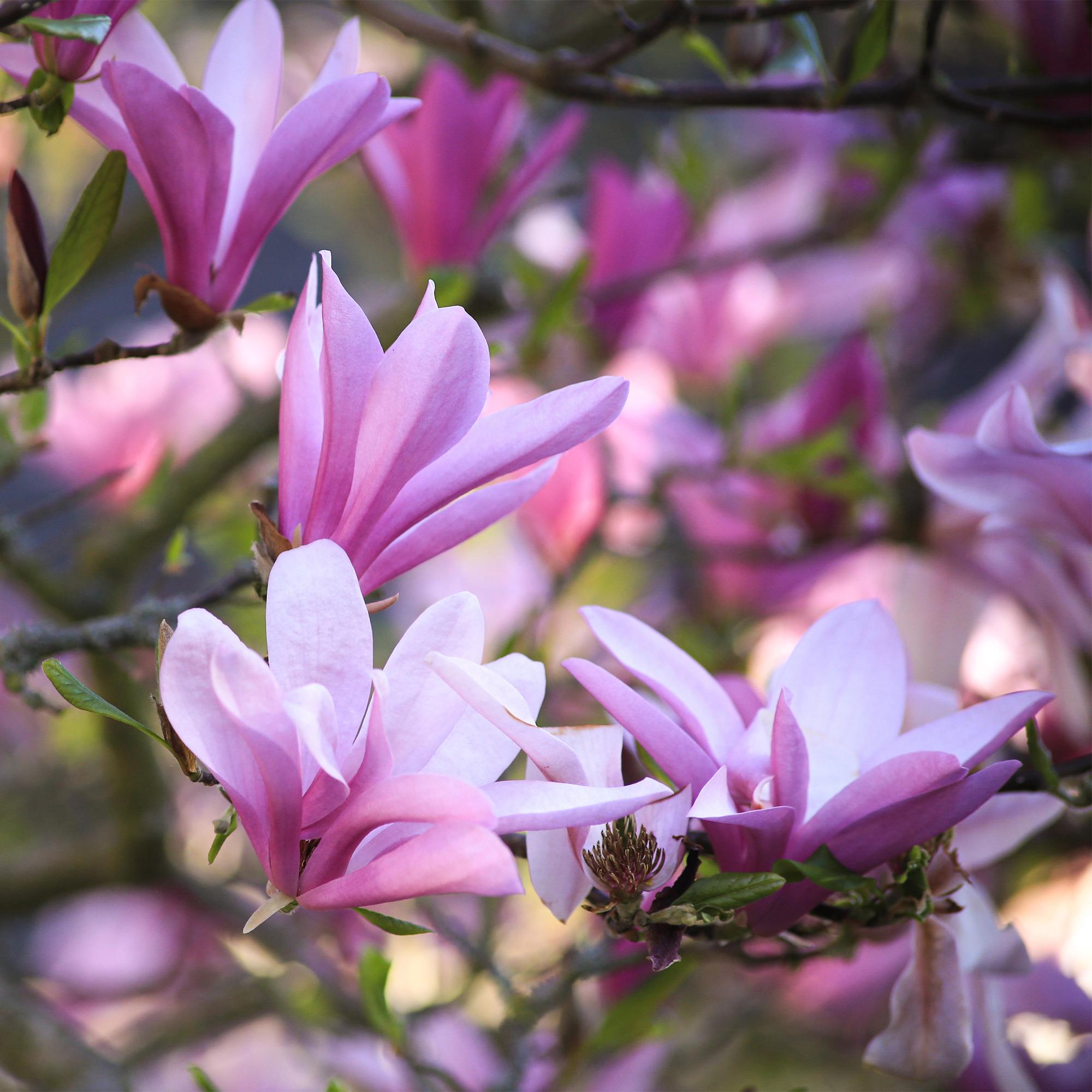 Tuinplant - Magnolia Betty - Bloem Wit - 1 Plant - Bladverliezend - Weinig Onderhoud - Pot 12cm Hoogte 30cm