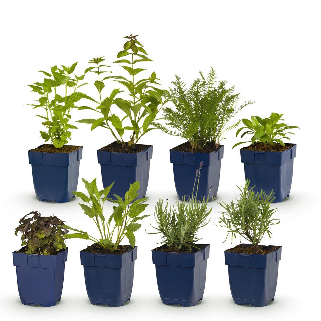 Vasteplant - Borderpakket - Geurend - Diversen - Soorten en kleuren - 6 Planten - Pot 11cm - Hoogte 15-25cm