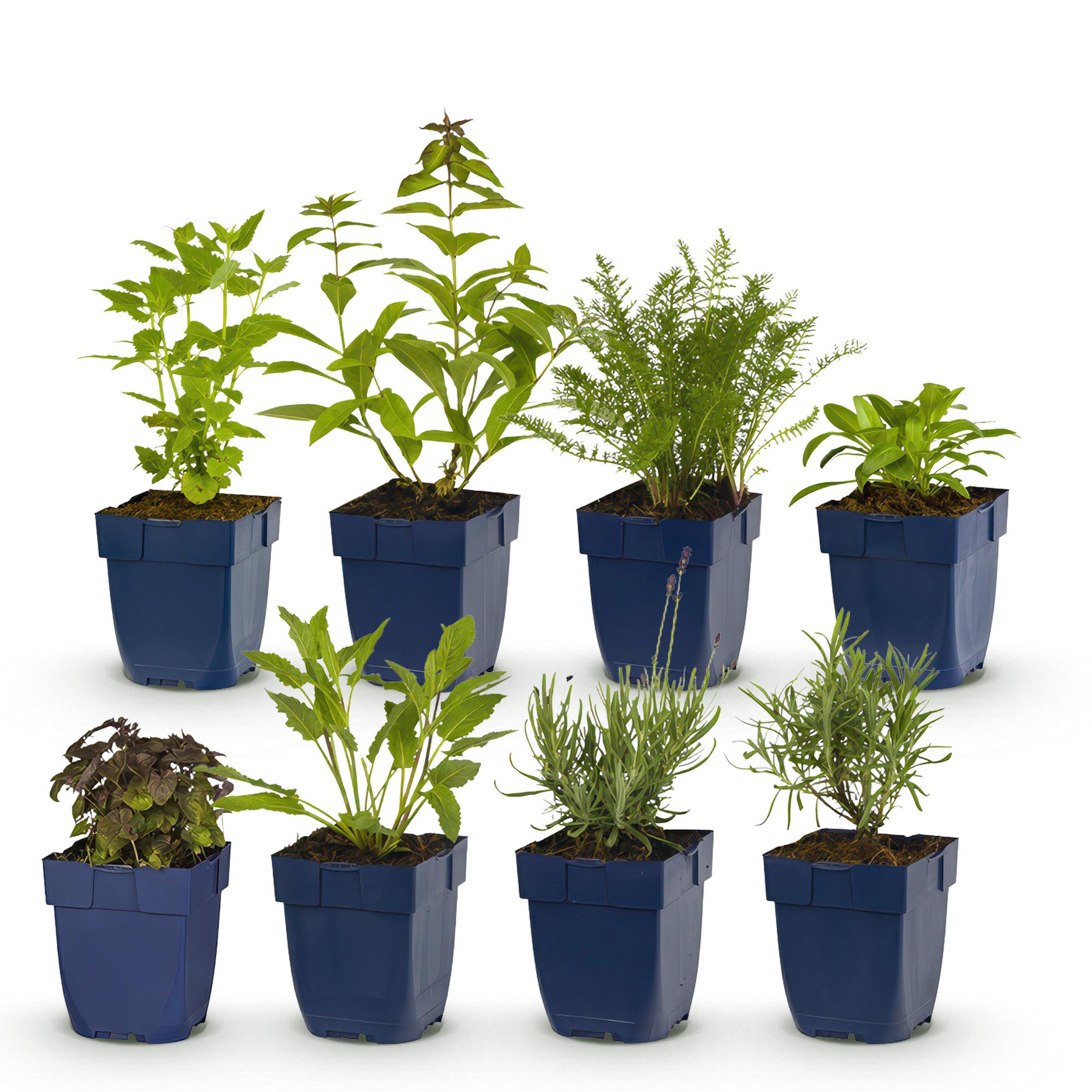 Vasteplant - Borderpakket - Geurend - Diversen - Soorten en kleuren - 6 Planten - Pot 11cm - Hoogte 15-25cm