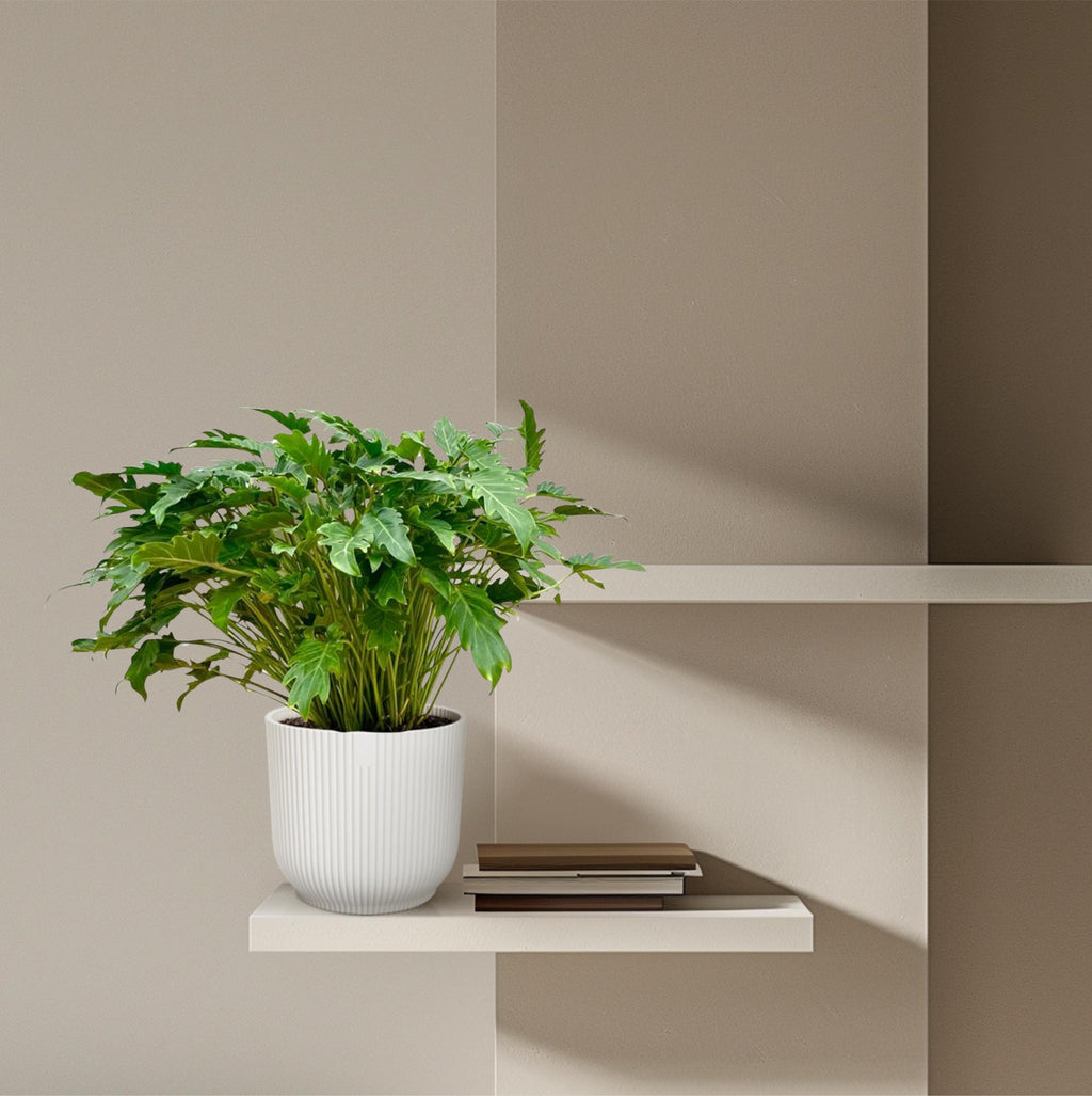 Philodendron Xanadu - 100 cm - Ø35