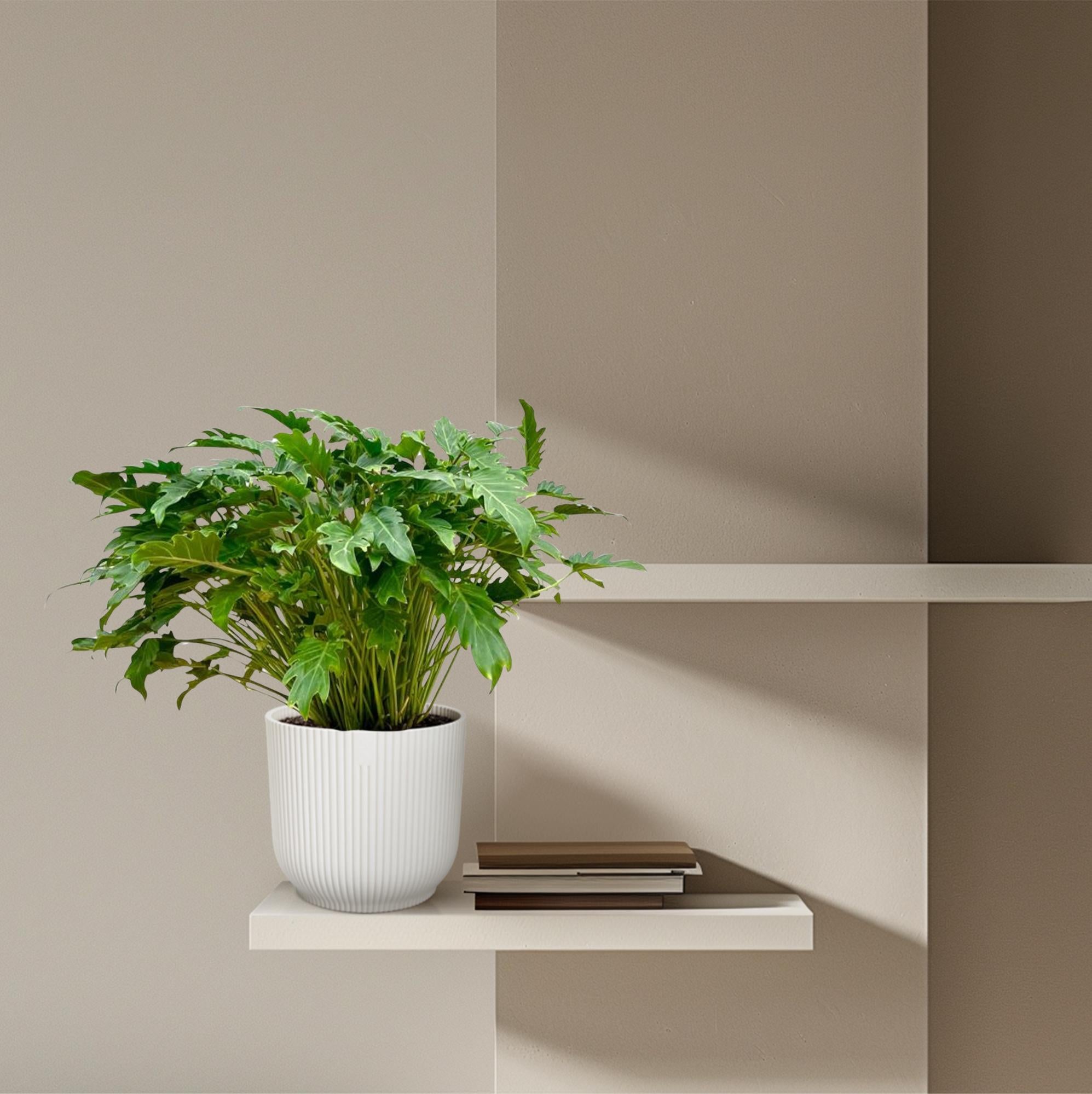 Philodendron Xanadu - 100 cm - Ø35