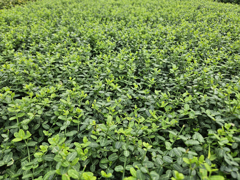 60x Euonymus fort. 'Minimus' - ↕10-25cm - Ø9cm