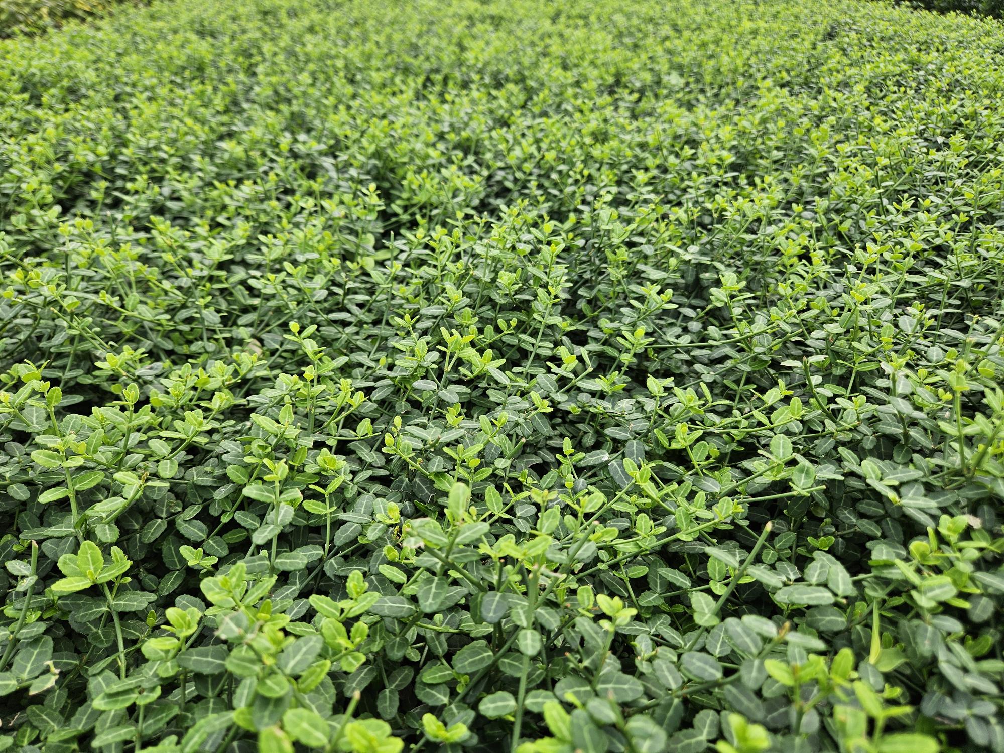 60x Euonymus fort. 'Minimus' - ↕10-25cm - Ø9cm