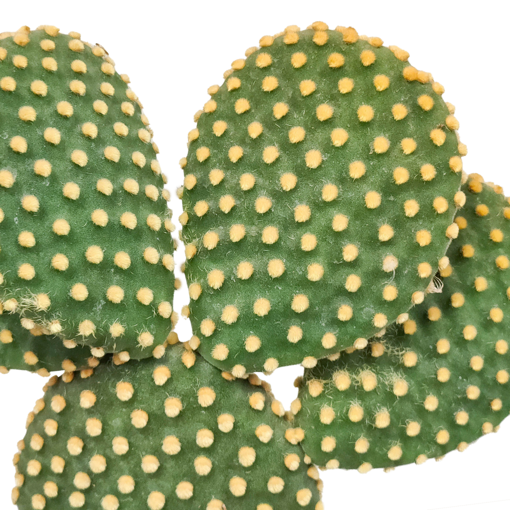 Opuntia microdasys - 17cm - zonder pot