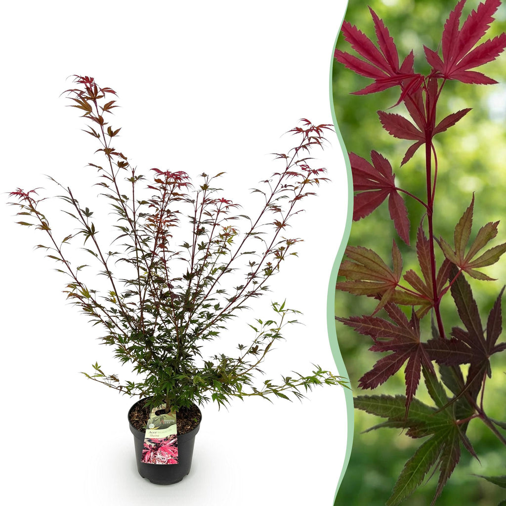Tuinplant - Acer palmatum Shaina - Japanse Esdoorn - Bladverliezend - Rood - 1 - Pot 26cm - Hoogte 90cm