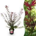 Tuinplant - Acer palmatum Shaina - Japanse Esdoorn - Bladverliezend - Rood - 1 - Pot 26cm - Hoogte 90cm