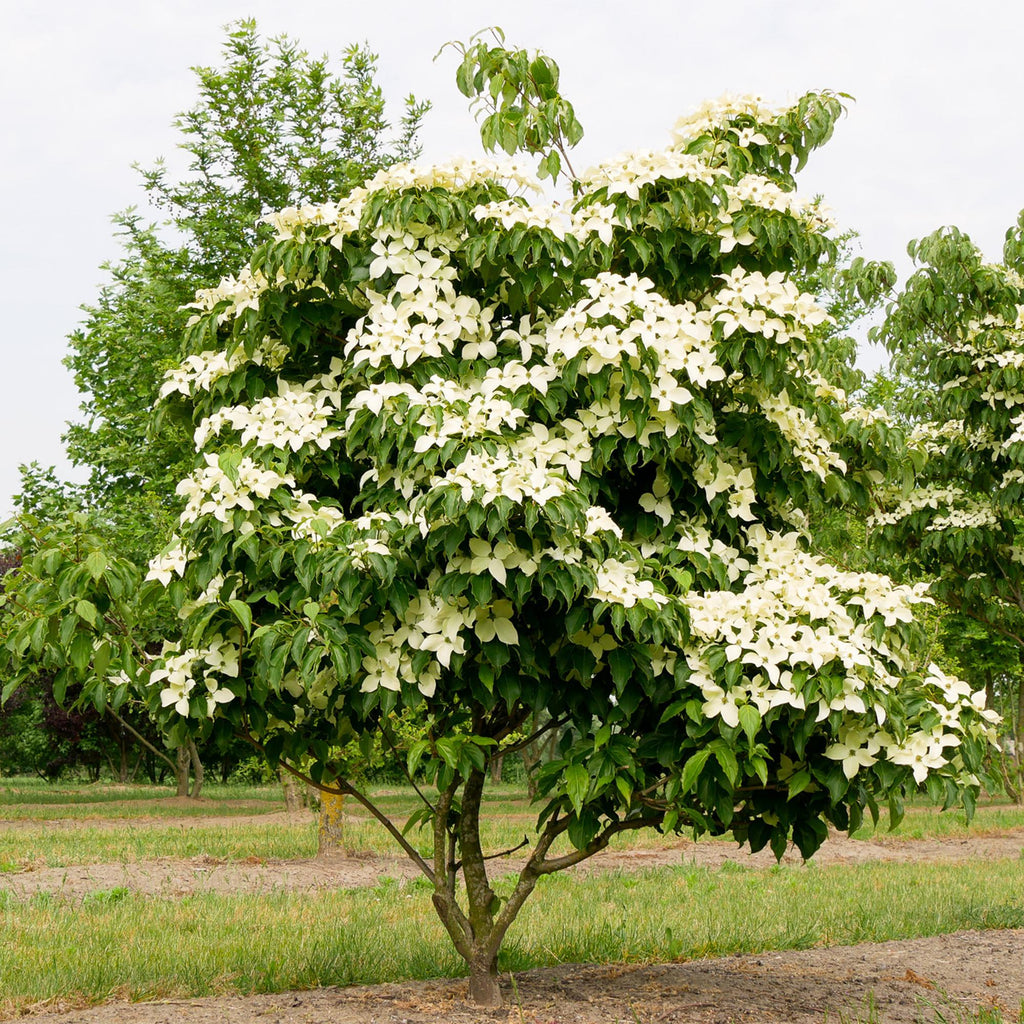 Tuinplant - Cornus kousa chinensis - Bloem Wit - 3 Planten - Bladverliezend - Weinig Onderhoud - Pot 12cm Hoogte 35cm