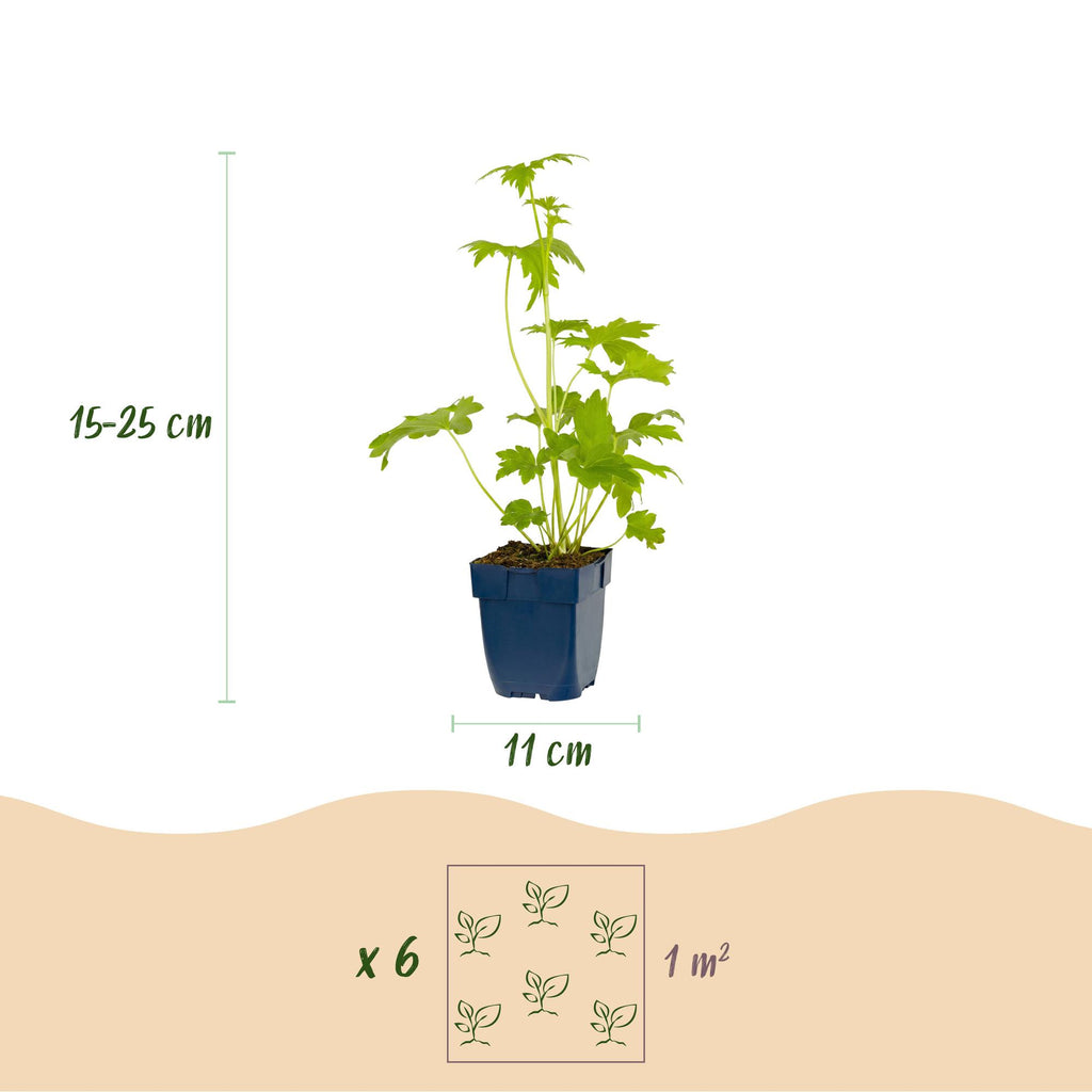 Vasteplant - Delphinium (P) Blue Bird - Ridderspoor - Bijen en Vlinderlokkers - Blauw - 1 Plant - Pot 11cm - Hoogte 15-25cm