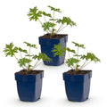 Vasteplant - Geranium Johnson's Blue - Ooievaarsbek - Bodembedekkend - Blauw - 3 Planten - Pot 11cm - Hoogte 15-25cm