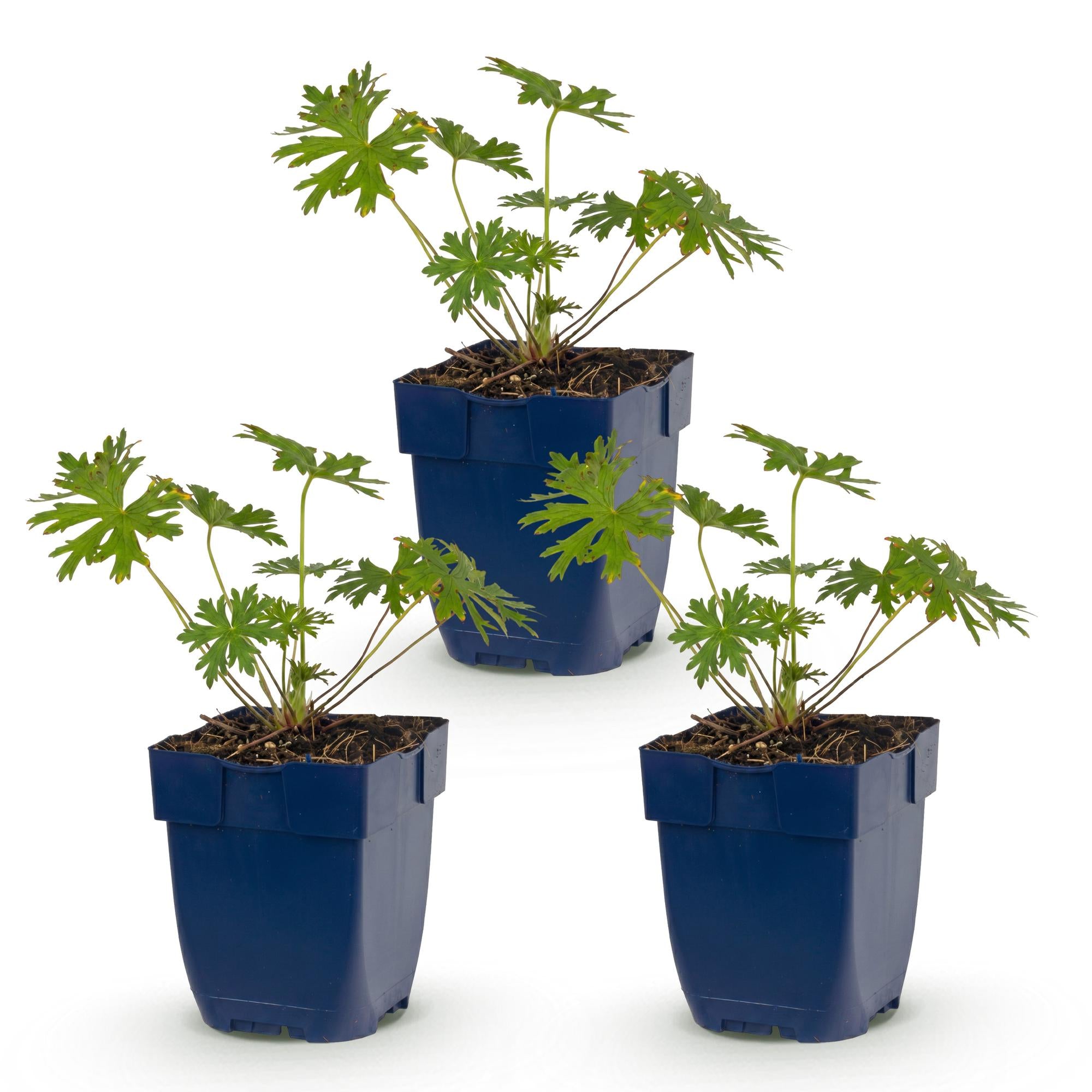 Vasteplant - Geranium Johnson's Blue - Ooievaarsbek - Bodembedekkend - Blauw - 3 Planten - Pot 11cm - Hoogte 15-25cm