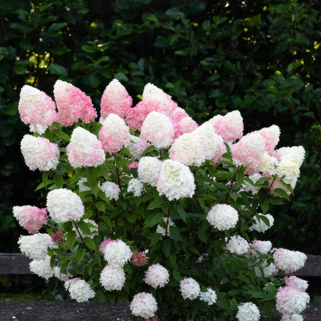Tuinplant - Hydrangea panniculata Living Pink & Rose - Pluimhortensia - Winterhard - Roze - 1 Plant - Pot 12cm - Hoogte Hoogte 20-30cm