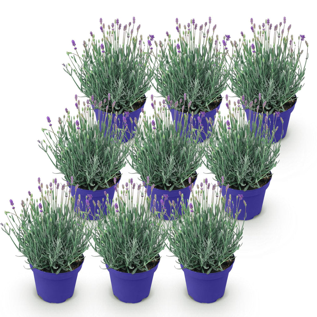 Tuinplant - Lavandula angustifolia Hidcote - Lavendel - Winterhard - Paars - 9 Planten - Pot 12cm - Hoogte 15-25cm