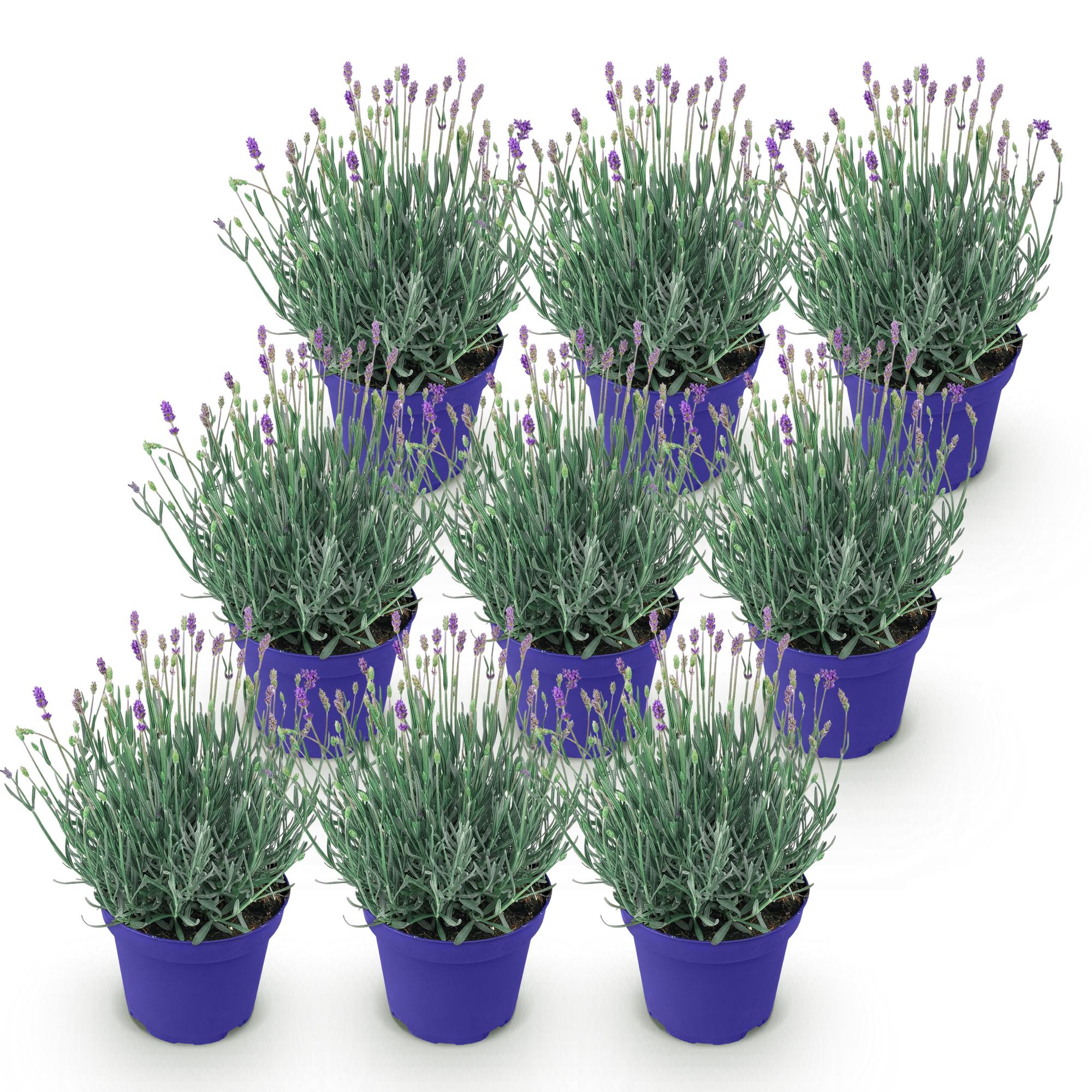 Tuinplant - Lavandula angustifolia Hidcote - Lavendel - Winterhard - Paars - 9 Planten - Pot 12cm - Hoogte 15-25cm