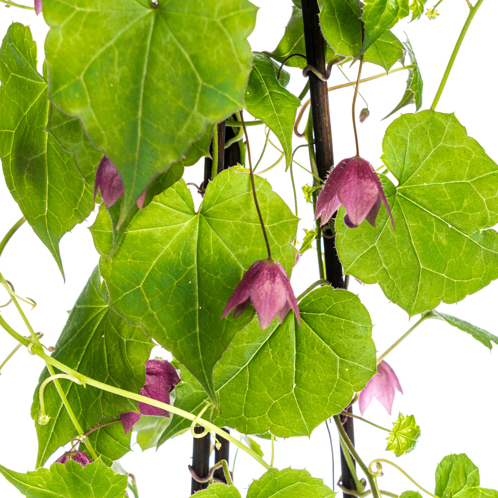 4x Rhodochiton Atrosanguineum Purple Bells Ø13 cm - ↕60 cm