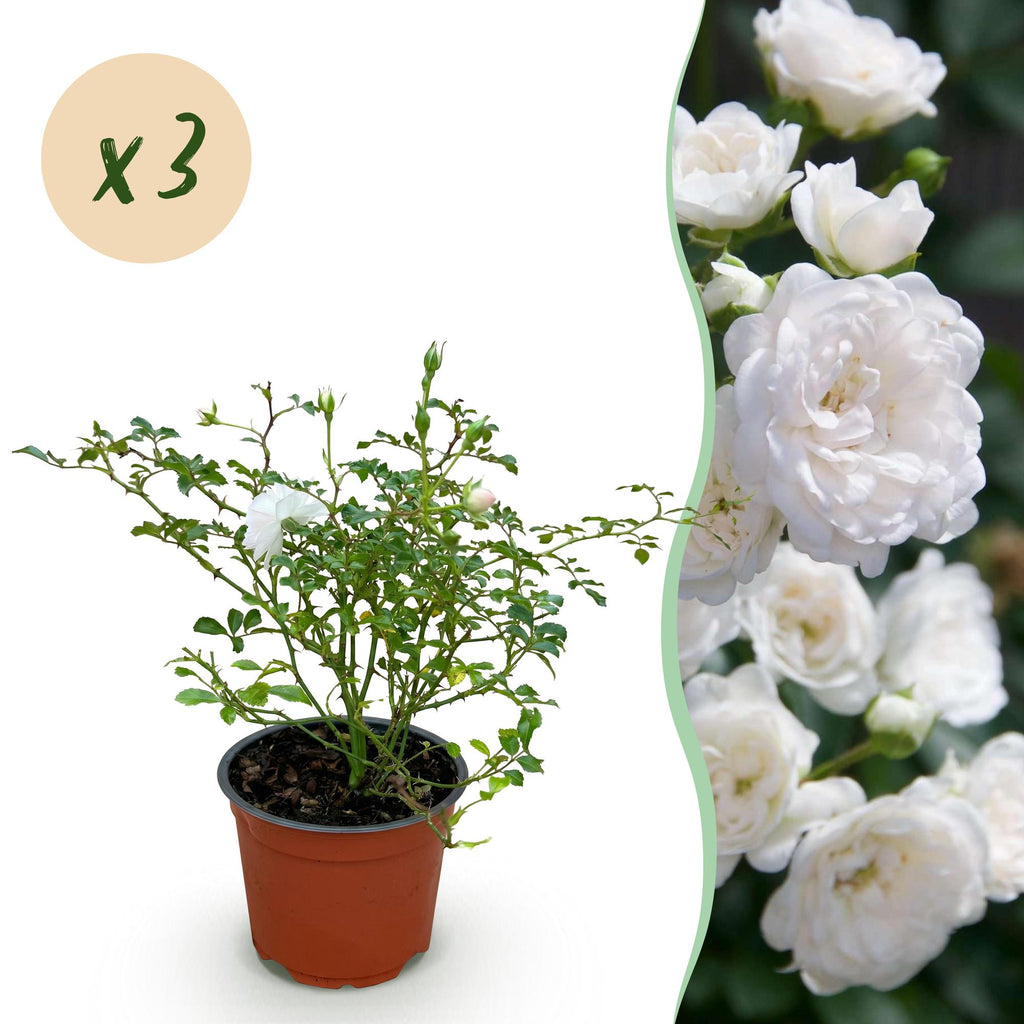 Tuin Roos - Rosa White Fairy - Roos - Winterhard - Wit - 3 Planten - Pot 12cm - Hoogte Hoogte 20-25cm