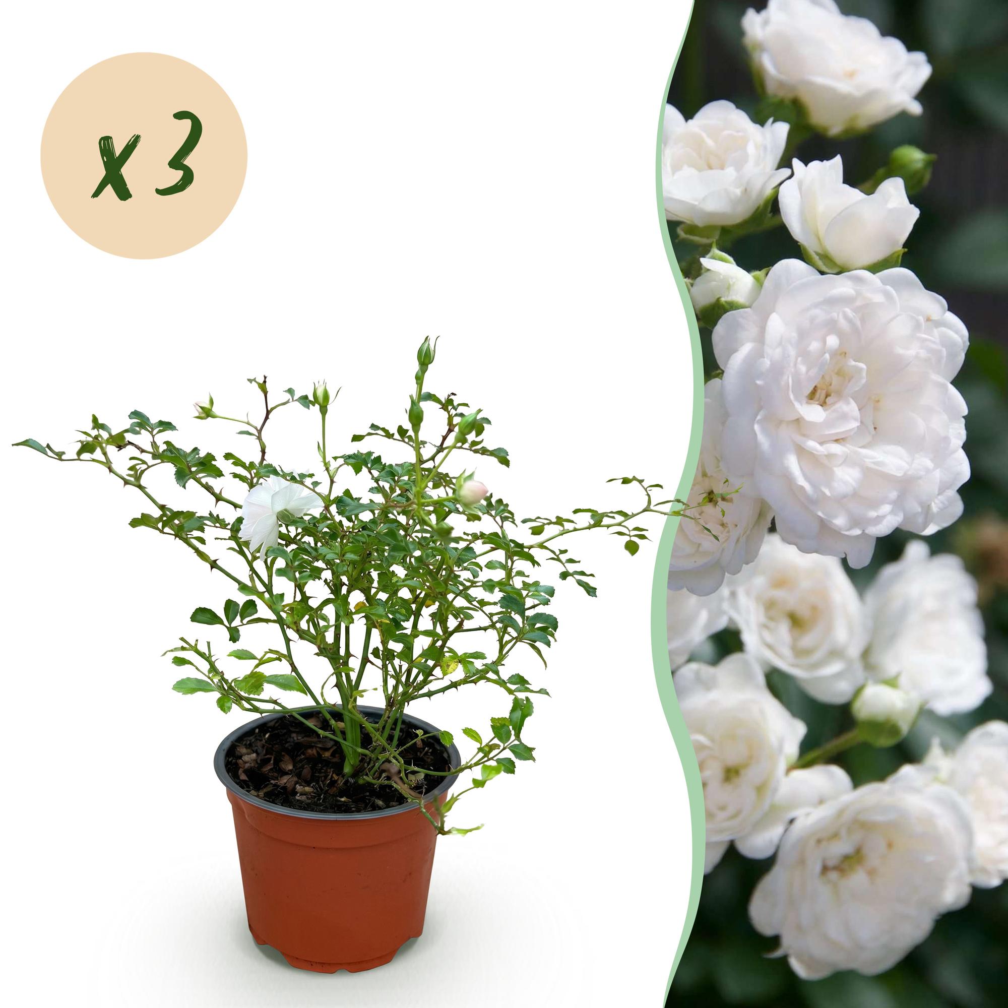 Tuin Roos - Rosa White Fairy - Roos - Winterhard - Wit - 3 Planten - Pot 12cm - Hoogte Hoogte 20-25cm